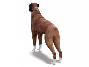 Boxer Dog 4K 3D मॉडल