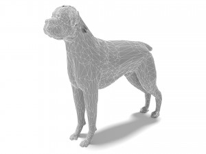 Boxer Dog 4K 3D मॉडल