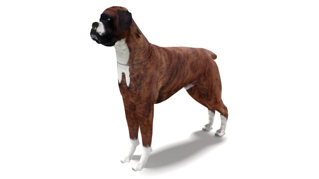 Boxer Dog 4K 3D मॉडल .c4d .max .obj .3ds .fbx .stl .blend