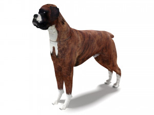 Boxer Dog 4K 3D मॉडल