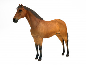 Brown Horse Modello 3D
