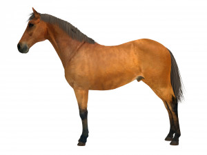 Brown Horse Modelo 3D