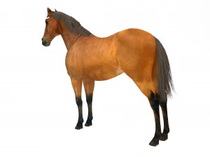 Brown Horse 3D Model