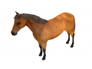 Brown Horse Modelo 3D