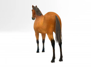 Brown Horse 3D Model