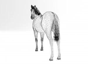 Brown Horse 3D Model