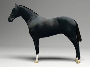 Black Horse 3D Model