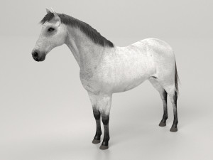 Gray Horse 3D Model