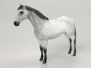 Сірий кінь 3D Модель