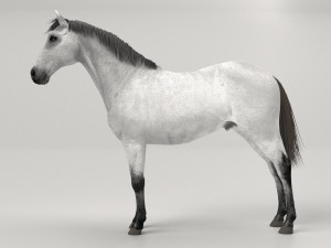Gray Horse Modelo 3D