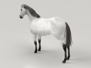 Gray Horse Modelo 3D