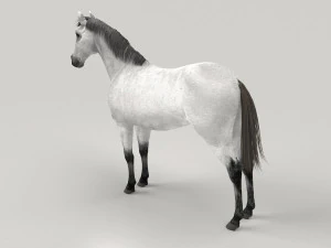Gray Horse 3D Model
