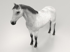 Gray Horse Modelo 3D