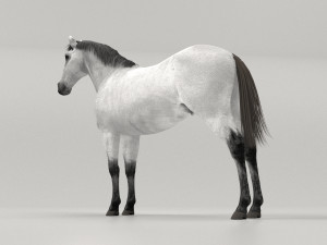 Gray Horse Modelo 3D
