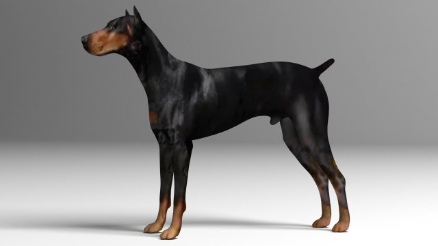 Doberman Dog Modello 3D .c4d .max .obj .3ds .fbx .stl .blend 