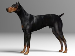 Doberman Dog Modelo 3D
