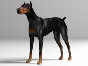 Doberman Dog Modello 3D