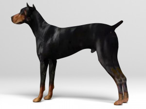 Doberman Dog Modello 3D