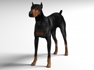 Doberman Dog Modello 3D