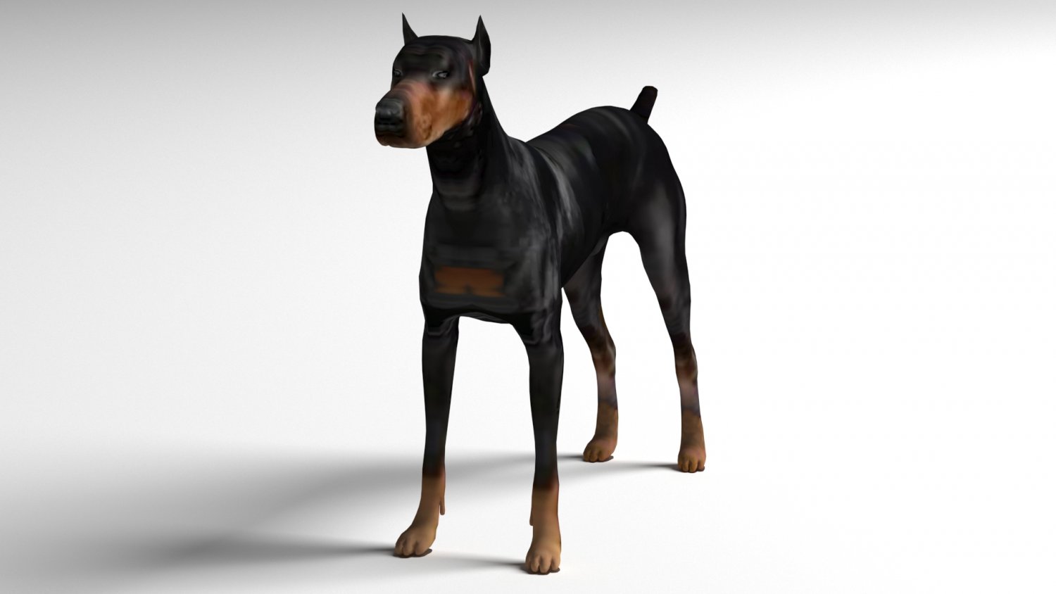 Doberman studio 3d на русском. Доберман 3д. Доберман 3д модель