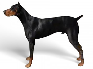 Doberman Dog Modello 3D