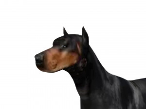 Doberman Dog Modello 3D