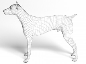 Doberman Dog Modello 3D