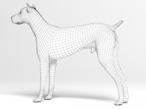 Doberman Dog Modello 3D