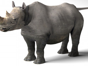 Rhino 3D Model