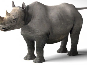 Nosorożec Model 3D