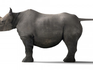 Rhino Modelo 3D