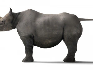 Rhino 3D Model