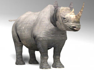 Rhino 3D Model