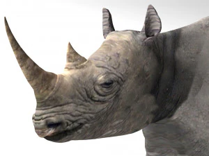 Rhino 3D Model
