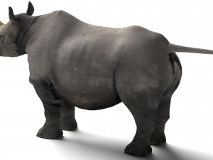 Rhino Modelo 3D