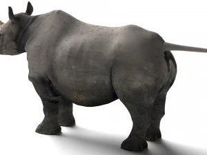 Rhino 3D Model