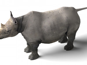 Rhino Modelo 3D