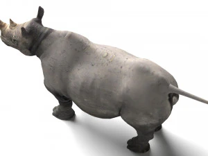 Rhino 3D Model