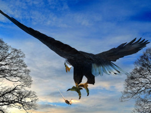 Eagle Attack 3D मॉडल