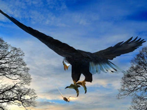 Eagle Attack 3D Model
