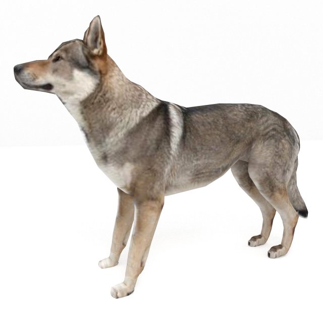 Eurasia Wolf 3D Model .c4d .max .obj .3ds .fbx .stl .blend 