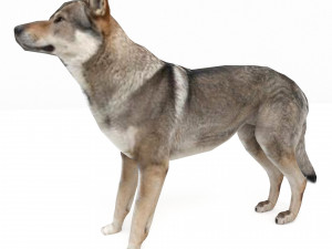 Eurasia Wolf Modelo 3D