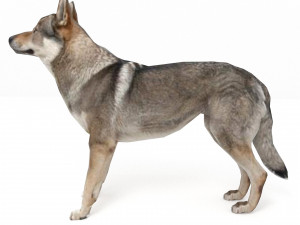 Eurasia Wolf 3D Model