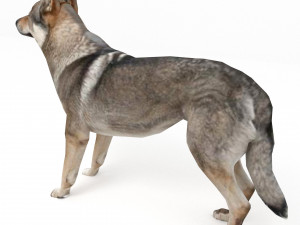Eurasia Wolf 3D Model