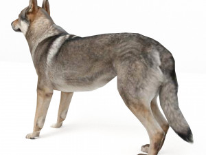 Eurasia Wolf 3D Model