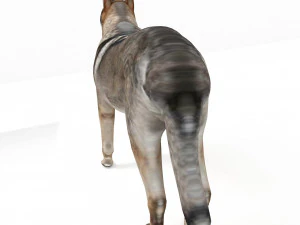 Eurasia Wolf 3D Model
