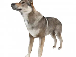 Eurasia Wolf 3D Model