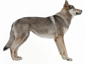 Eurasia Wolf 3D Model
