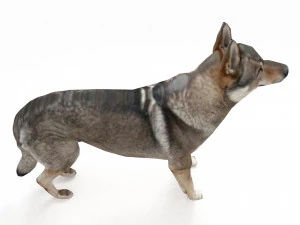 Eurasia Wolf 3D Model