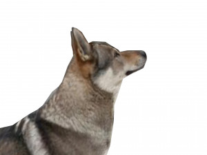 Eurasia Wolf 3D Model